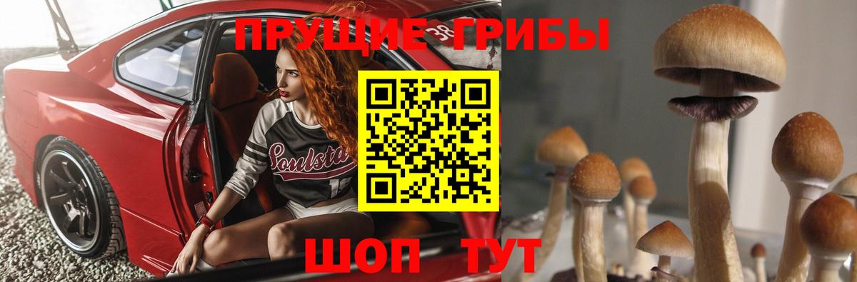 Пугачёв  где купить наркотик  Псилоцибиновые грибы Psilocybe  Вход с VPN  Псилоцибиновые грибы Psilocybe 